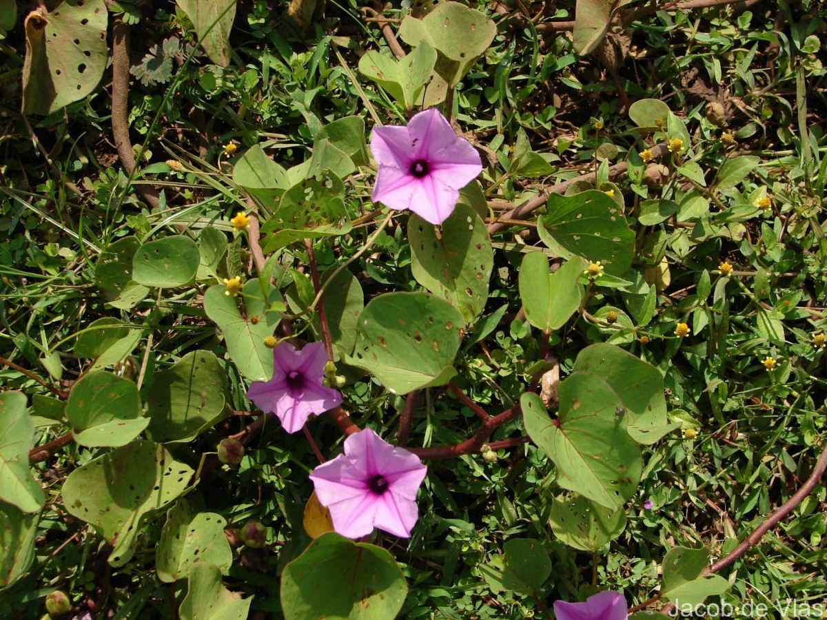 Ipomoea asarifolia (Desr.) Roem. & Schult.